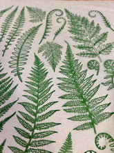 Load image into Gallery viewer, ELAN TRANSFERS UNDERGLAZE DECAL - JUNGLE FERNS